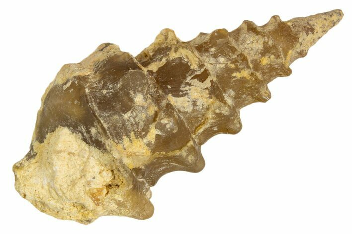 Agatized Gastropod (Cerithium?) Fossil - Morocco #338049